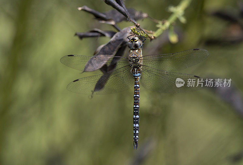 流动小贩蜻蜓。Aeshna mixta